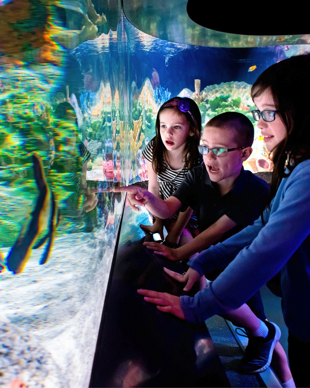 Curiosity comes alive at the Cook Museum of Natural Science. 🌍 With interactive exhibits and hands-on learning experiences, it’s a favorite for families exploring science, wildlife, and the natural world.