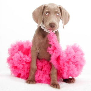 The dog ball - Charm unleashed