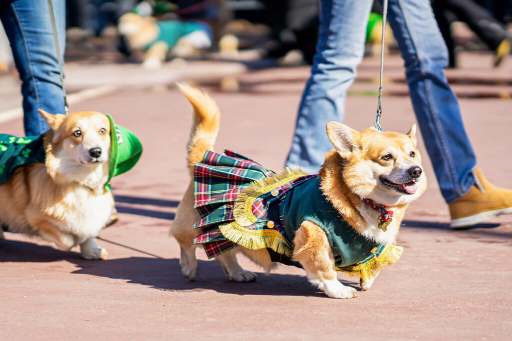 2 corgi dogs on leashes