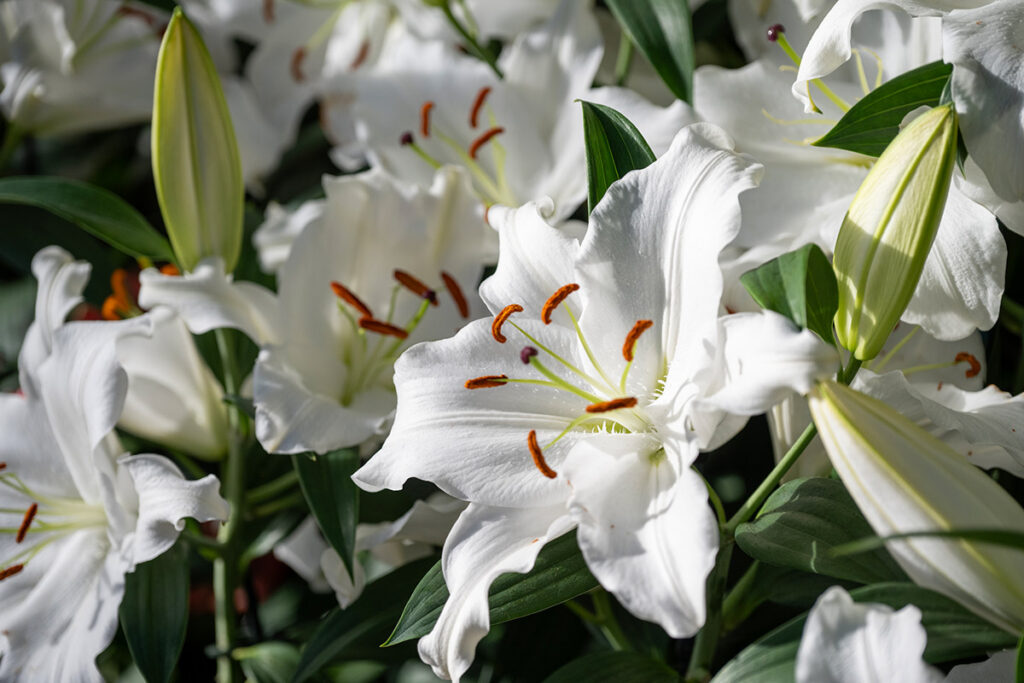 white daylilies